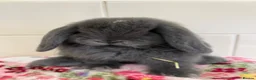 Mini Lop rabbits for sale: Beautiful mini lop ready for new homes  - Advert 2