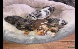 Miniature Dachshund dogs for sale: STUNNING MINIATURE DACHSHUND PUPPIES FOR SALE - Image 13