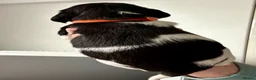 English Springer Spaniel dogs for sale: Outstanding litter looking for fantastic homes - Advert 5
