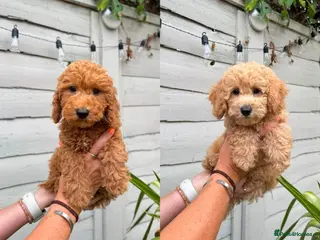Cavapoo dogs 🐶 GORGEOUS BOYS READY NOW 🐶 - Advert 13