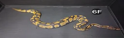 Python Snake reptiles for sale: Baby Royal Pythons, Females various Morphshs  - Advert 7