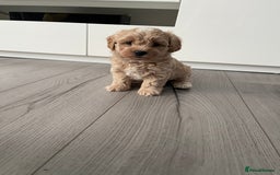 Maltipoo dogs for sale: ❤️XS TOY MALTIPOOS❤️ - Image 3
