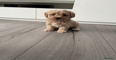Maltipoo dogs - Advert 14