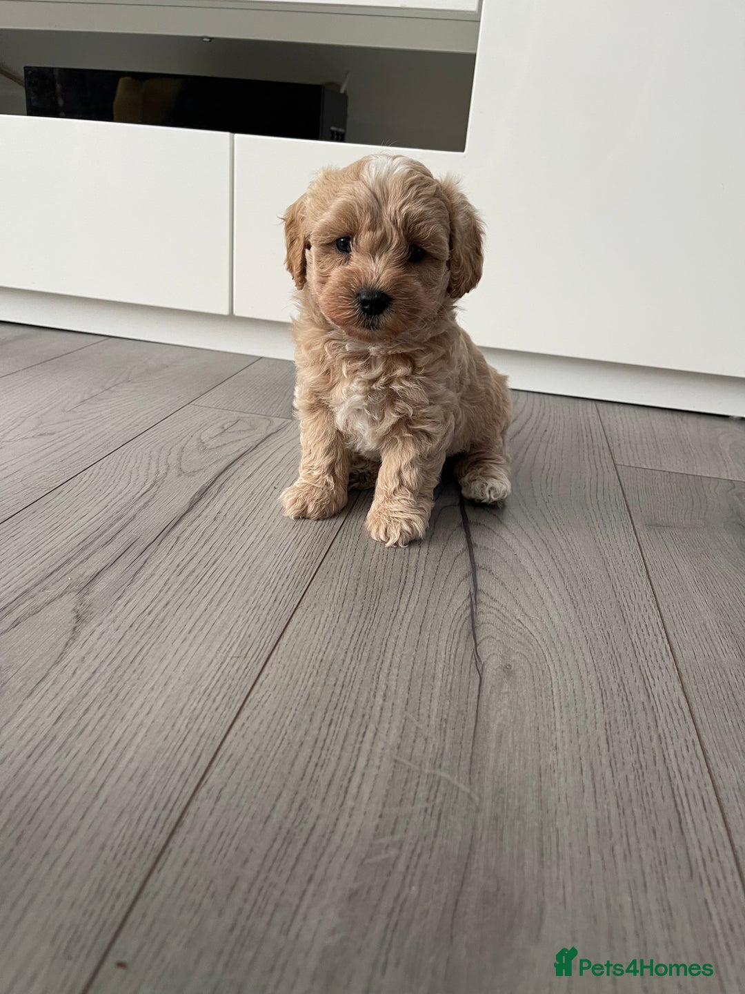 Maltipoo dogs for sale: ❤️XS TOY MALTIPOOS❤️ - Image 3