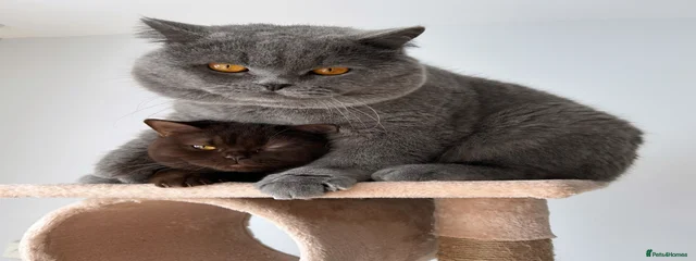 Titus