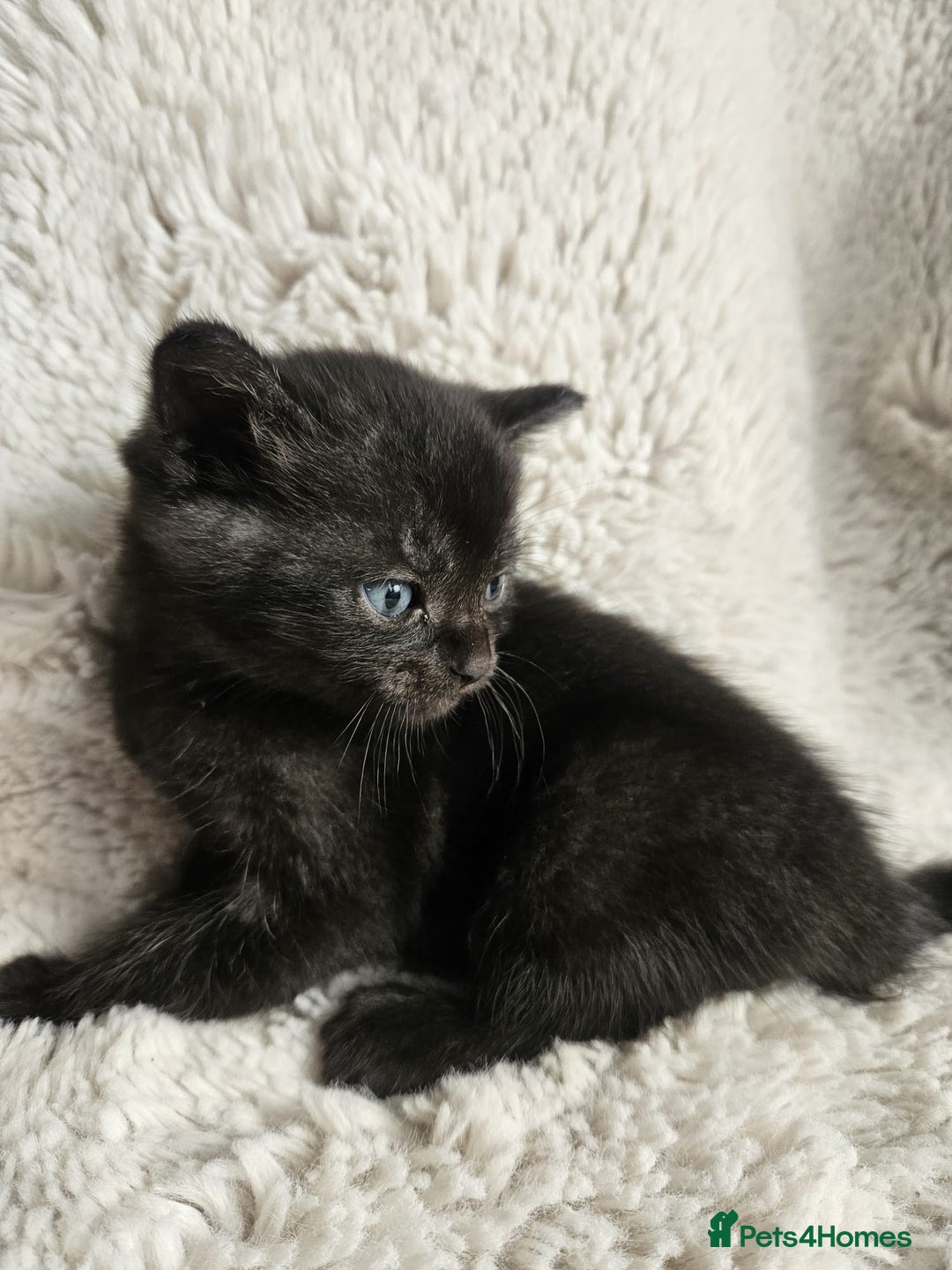Burmese cats for sale: Beautiful Burmese x British kittens for sale 🤍  - Image 12