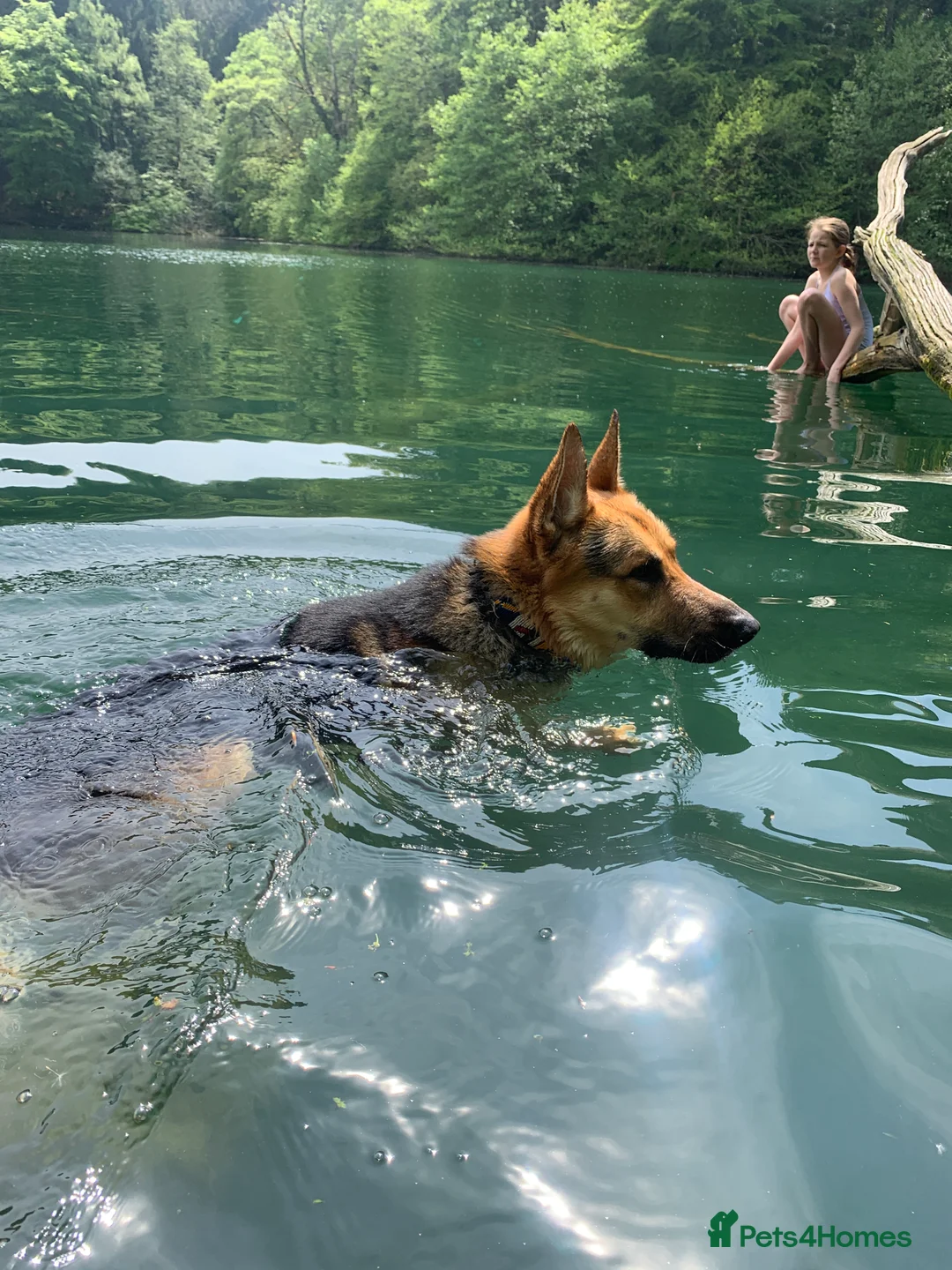 German Shepherd dogs for stud: Spectacular GSD wolfdog *for Stud only* in Dursley - Advert 18