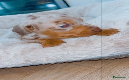 Dachshund dogs for sale: Dachshund  - Image 16