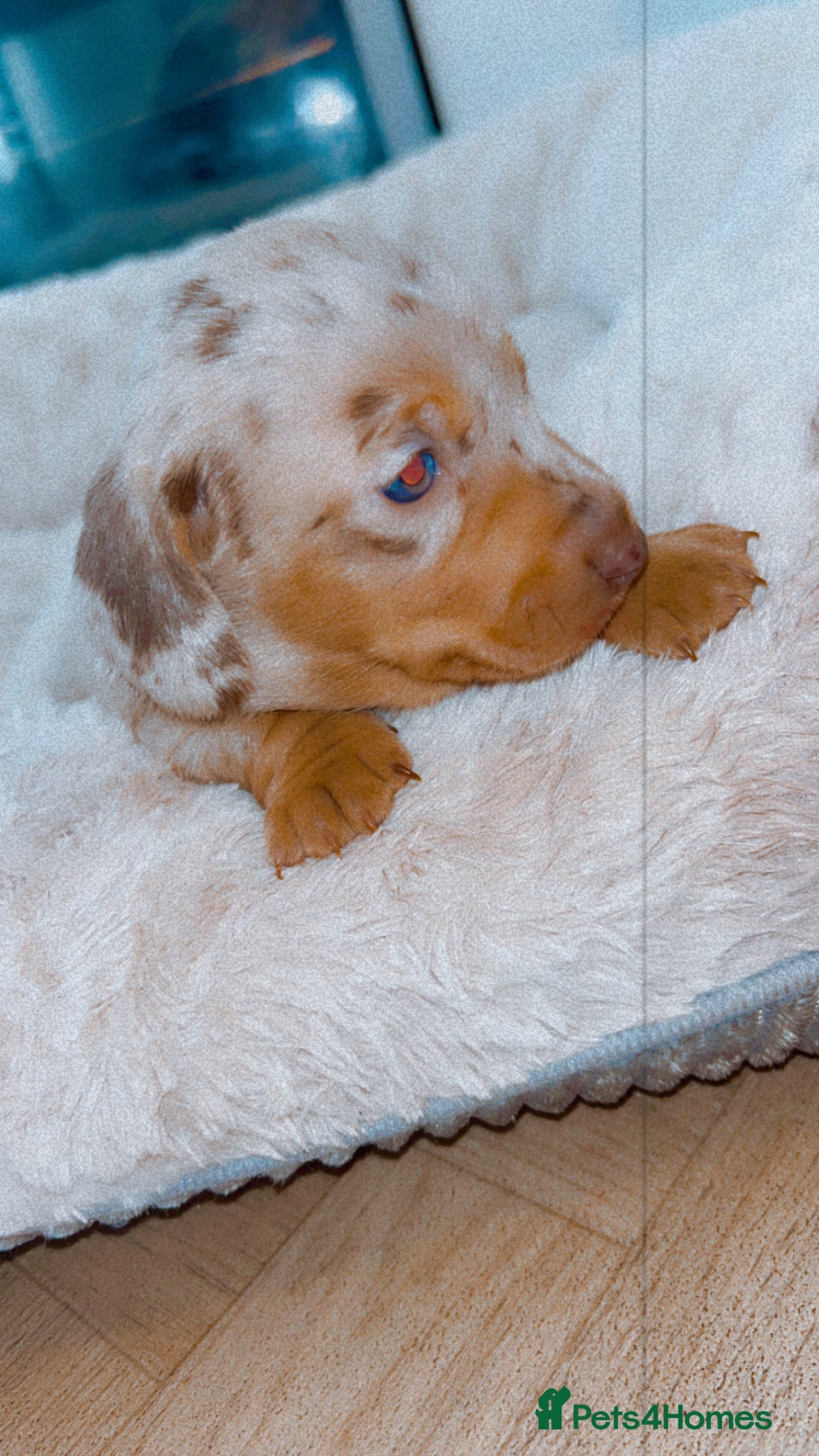 Dachshund dogs for sale: Dachshund  - Image 16