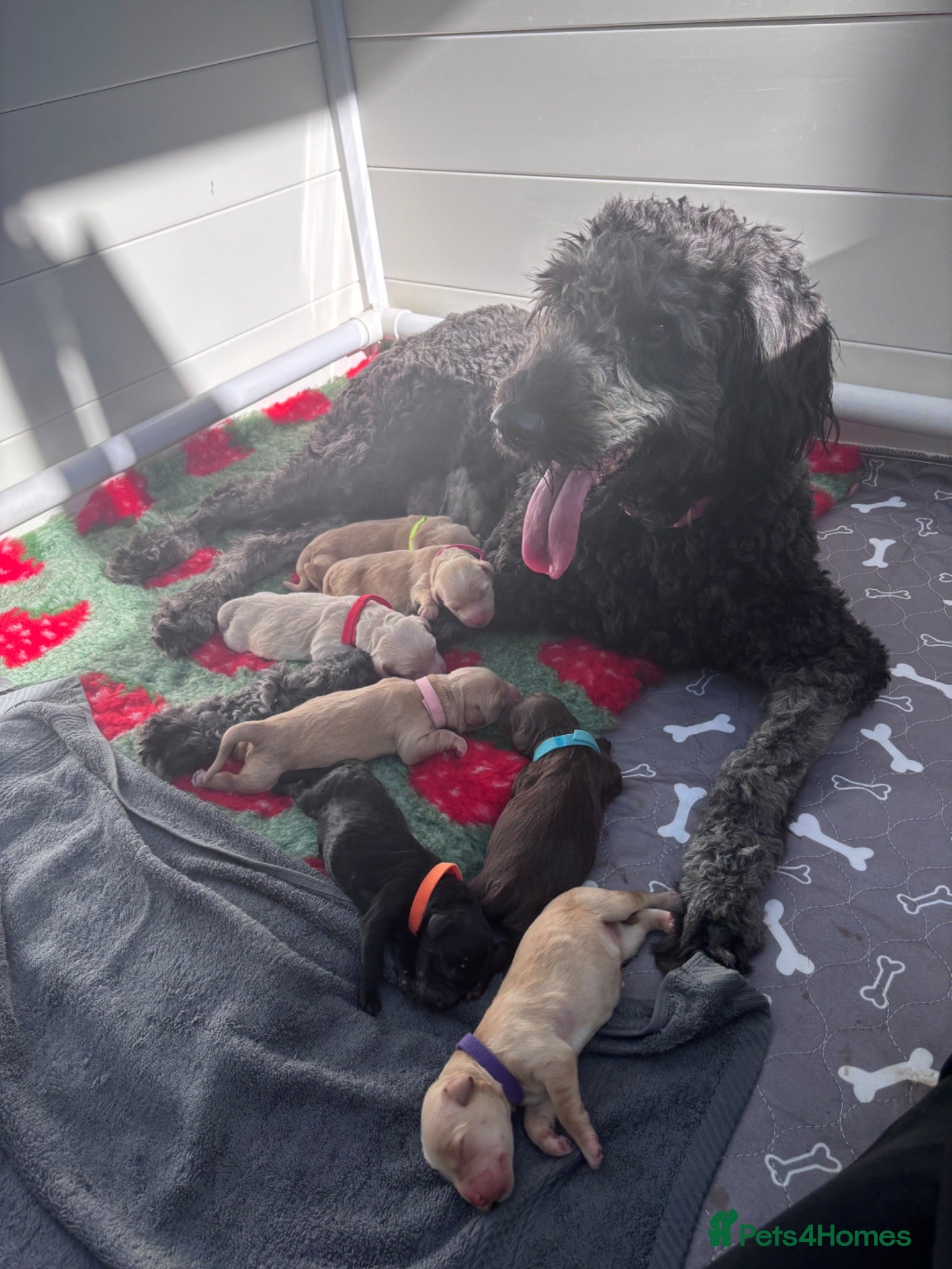 Mixed Breed dogs Gorgeous Ultimate Doodles - Advert 1