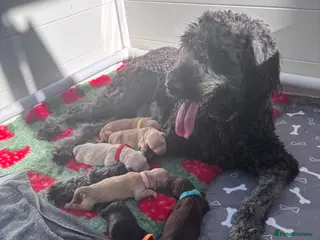 Mixed Breed dogs Gorgeous Ultimate Doodles - Advert 2