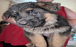 German Shepherd dogs for sale: German Shepard Puppies for Sale  - Image 18