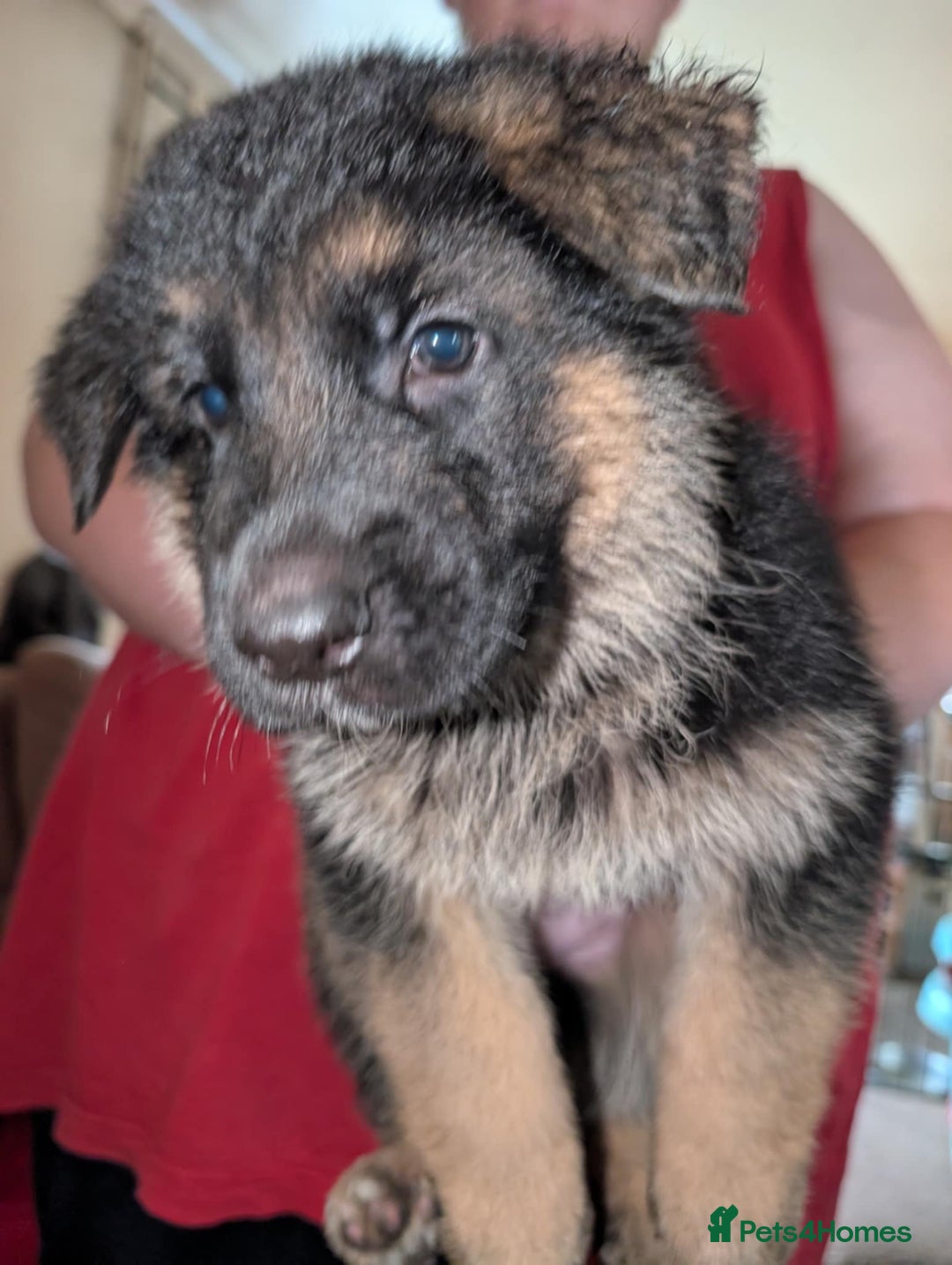 German Shepherd dogs for sale: German Shepard Puppies for Sale  - Image 18