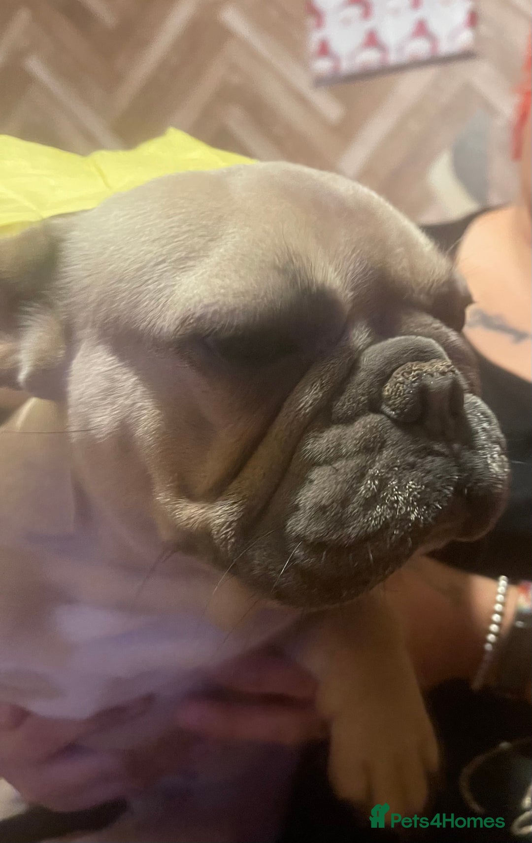 French Bulldog dogs for sale: Gorgeous blue fawn frenchie girl for sale  - Advert 2