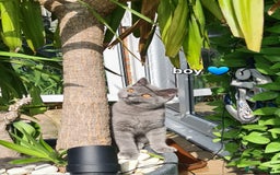 British Shorthair cats for sale: GCCF Lilac,Blue,Bicolor quality BSH kittens  - Image 13