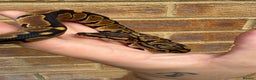 Python Snake reptiles for sale: Ball python hatchlings  - Advert 3