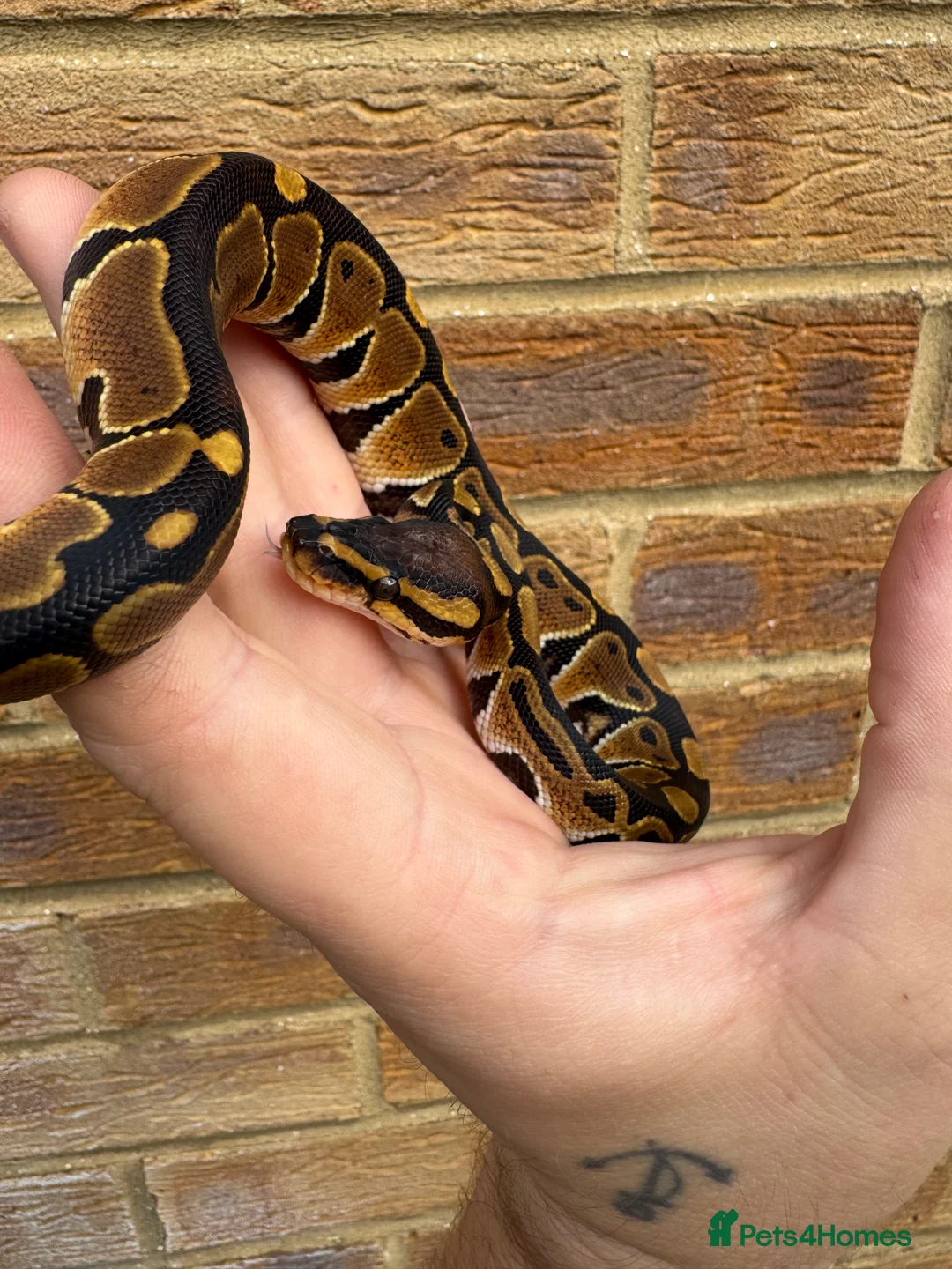 Python Snake reptiles for sale: Ball python hatchlings  - Advert 3