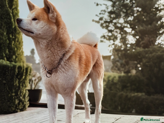 Japanese Akita Inu dogs - Advert 23