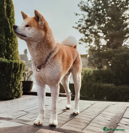 Japanese Akita Inu dogs KC Japanese Akita Inu Stud - Advert 2