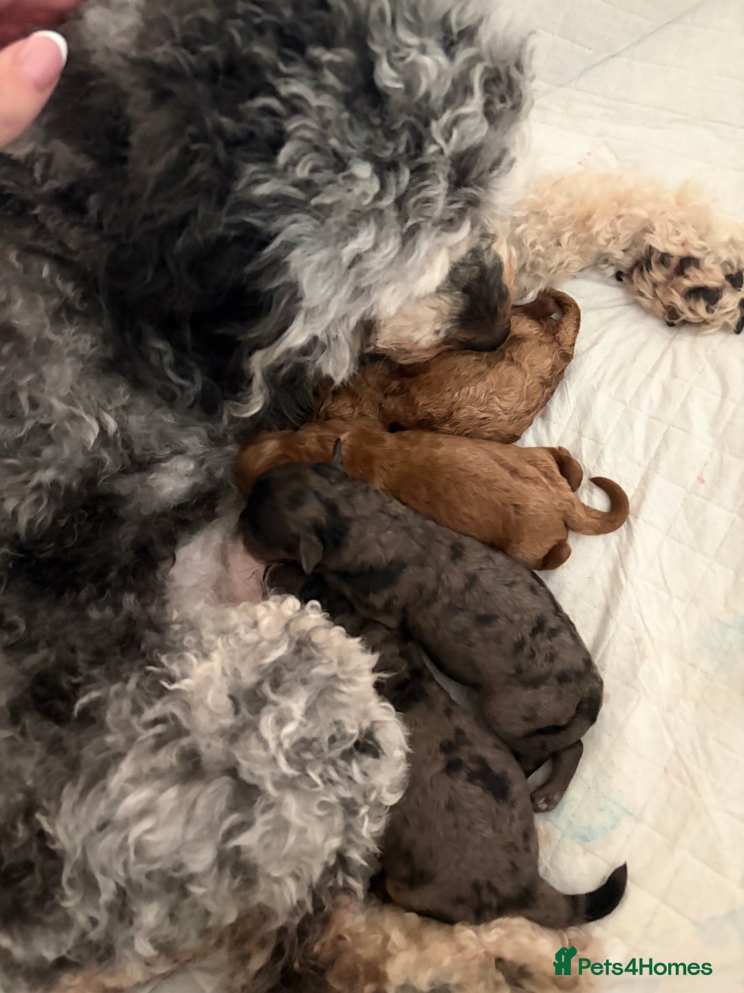 Cavapoo dogs for sale: Stunning Merle toy f1b Cavapoo puppies - Advert 18