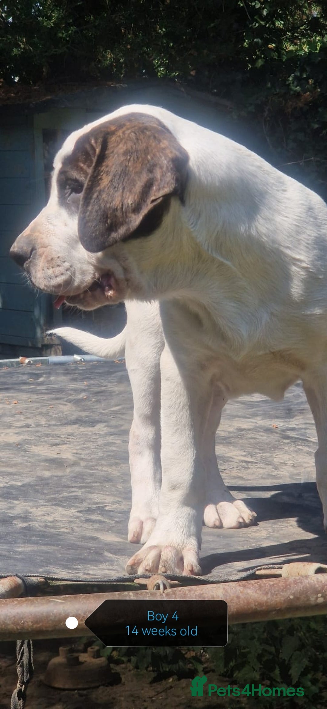 Central Asian Shepherd dogs for sale: Beautiful Alabai Mastiff puppies  in Pulborough - Image 8