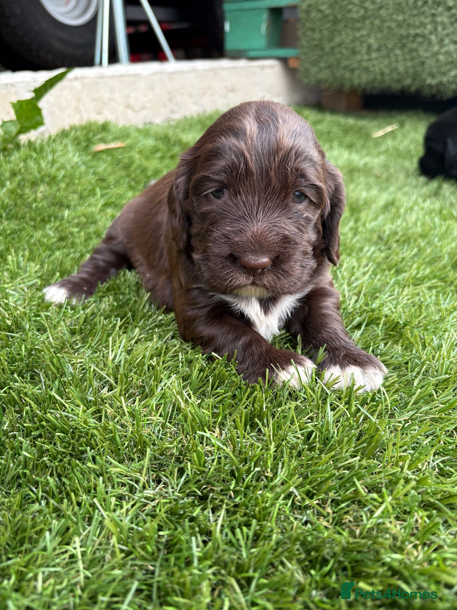 Cocker Spaniel dogs 4 showtype cocker spaniel puppies - Advert 1