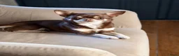 Chihuahua dogs for sale: TINY CHIHUAHUA PUPS long and short hair 🐶 - Advert 3