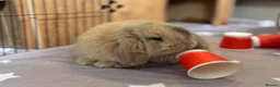 Mini Lop rabbits for sale: 3 pure bred mini lops - Advert 6
