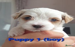 Maltipoo dogs for sale: 6 Pedigree Club registered Maltipoo puppies - Image 2