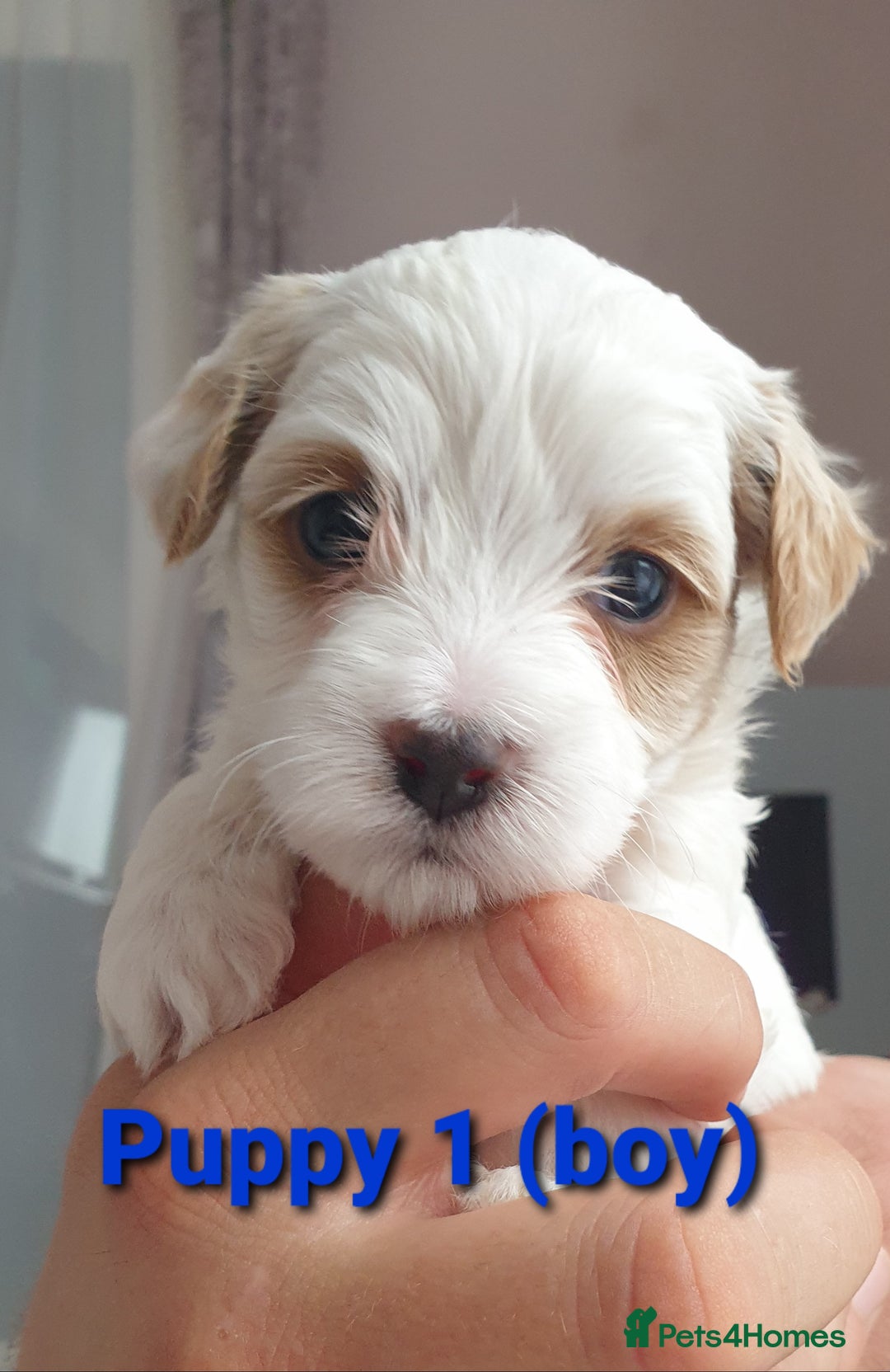 Maltipoo dogs for sale: 6 Pedigree Club registered Maltipoo puppies - Image 2
