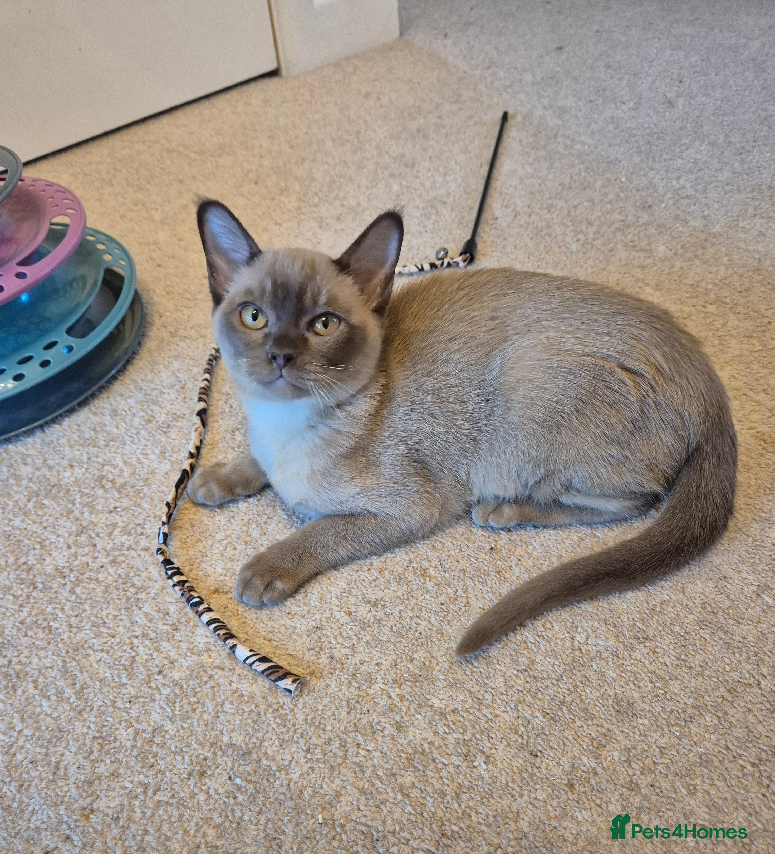 Burmese cats Pedigree Burmese Kittens - Advert 13