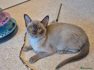 Burmese cats Pedigree Burmese Kittens - Advert 13