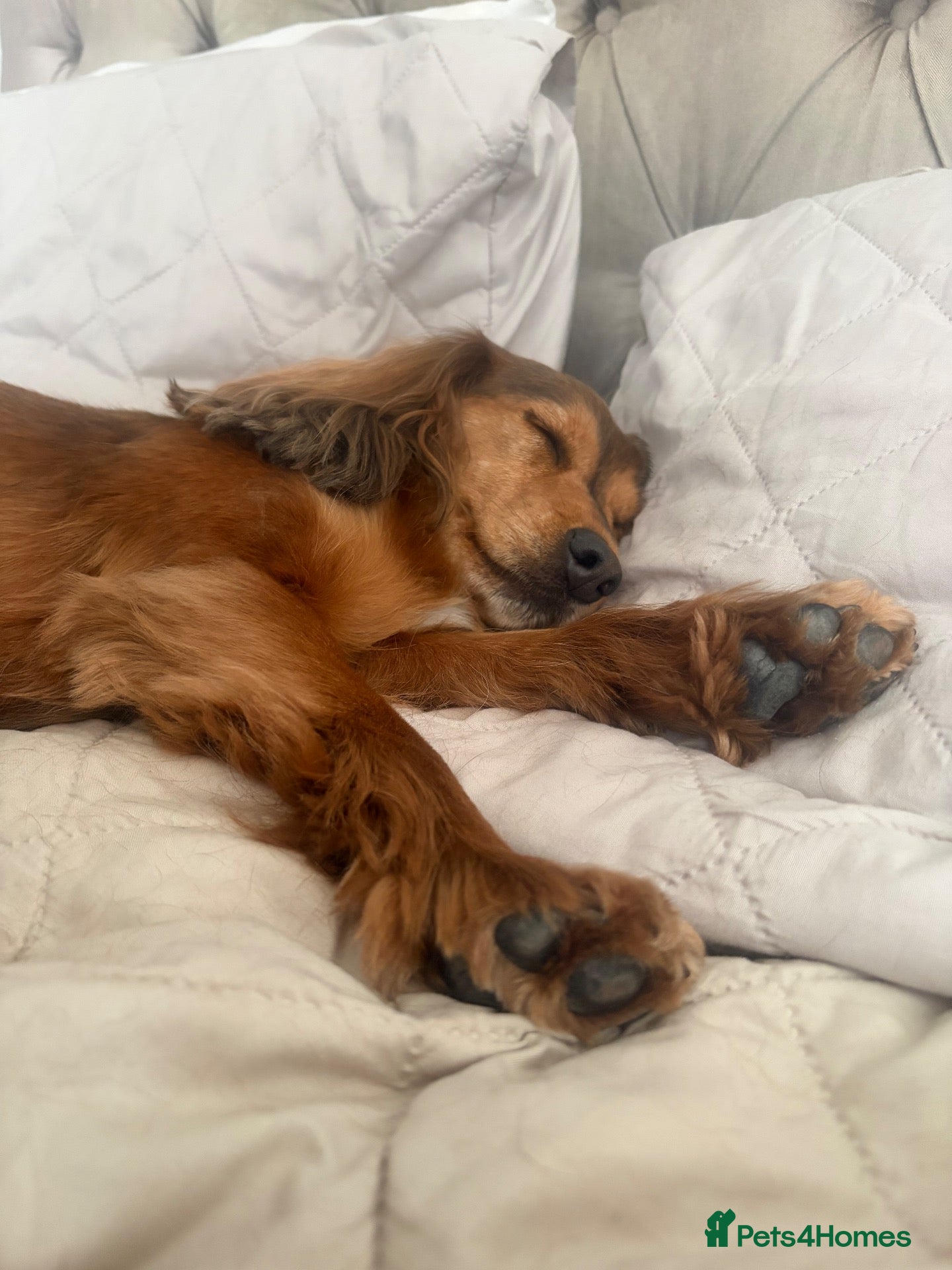 Cocker Spaniel dogs  Ruby, Working Cocker Spaniel ❤️ - Advert 18