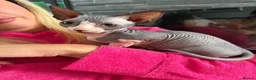 Sphynx cats for sale: Male bambino sphynx  in Cwmbran - Advert 4