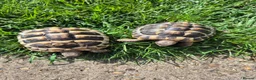 Hermann Tortoise reptiles for sale: A pair of hermann tortoises  - Advert 3