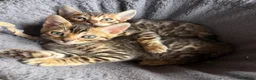 Bengal cats for sale: Pedigree TICA 💙 Bengal Kittens 🐆 Health Tested - Advert 7