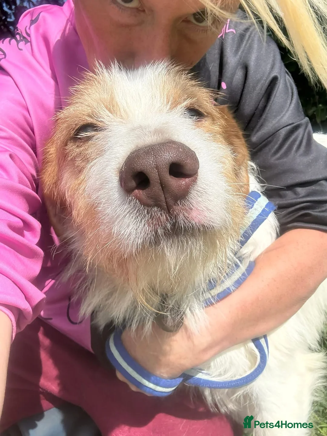 Mixed Breed dogs for adoption: Jester - Norwich Norfolk  - Advert 1