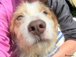 Mixed Breed dogs Jester - Norwich Norfolk - Advert 3