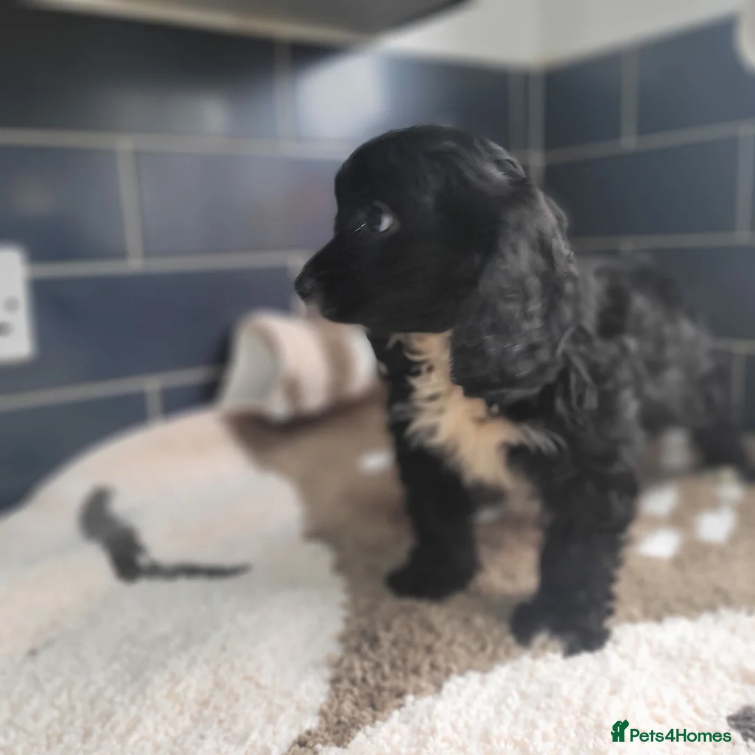 Cavapoo dogs for sale: You F1 Cavapoo puppies - Advert 1