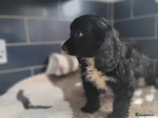 Cavapoo dogs You F1 Cavapoo puppies - Advert 1
