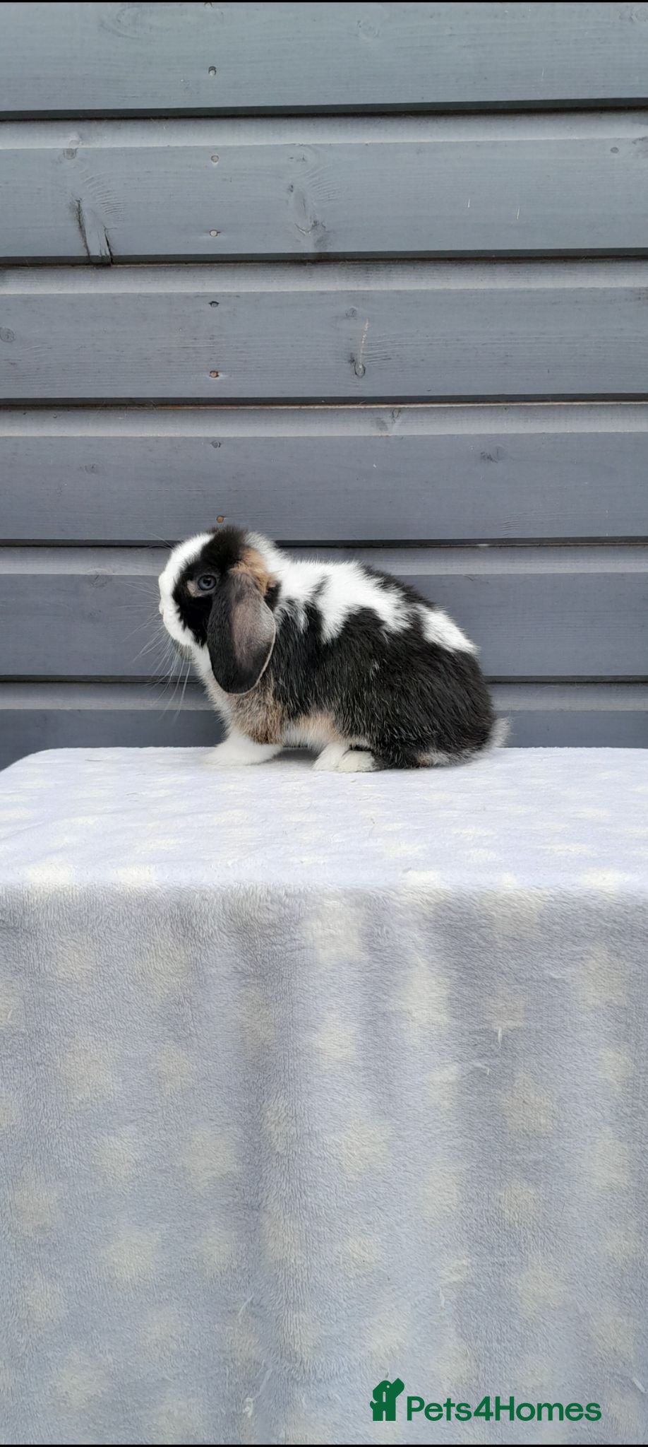 Mini Lop rabbits Stunning purebred mini lops  - Advert 2