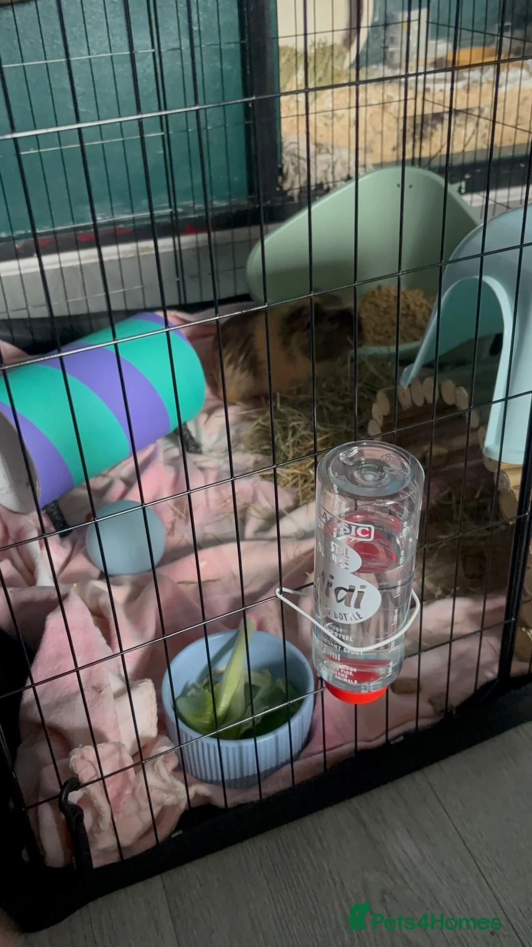 Guinea Pig rodents for sale: Guinea pig  in Tamworth - Advert 1