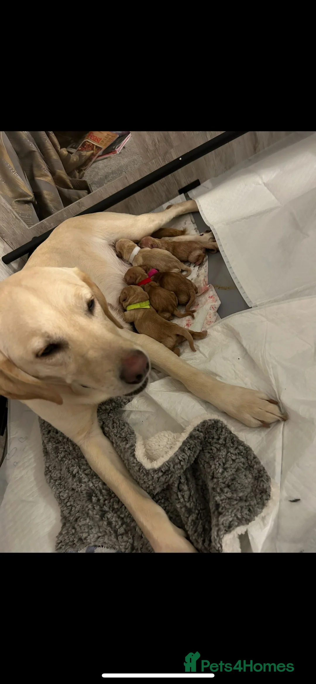 Labrador Retriever dogs for stud: Pedigree Health tested Fox Red Labrador for stud  in Wolverhampton - Advert 29