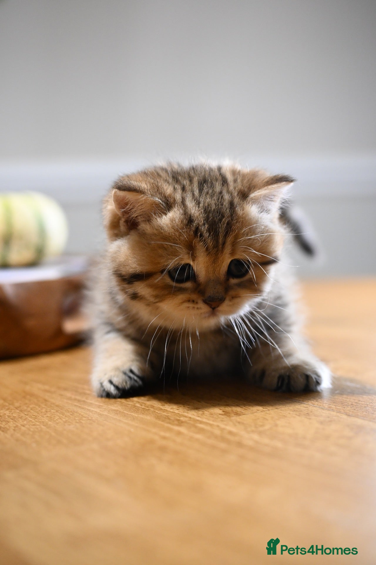 British Shorthair cats for sale: TICA/GCCF British Short//Long Hair Kittens  - Advert 5