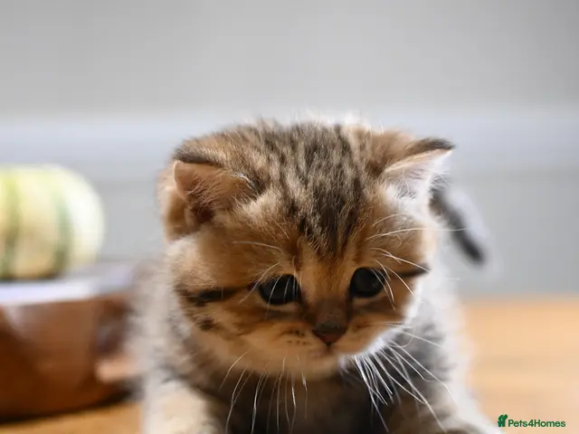 British Shorthair cats for sale: TICA/GCCF British Short//Long Hair Kittens - Advert 5