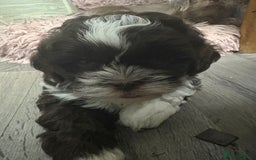 Shihpoo dogs for sale: Lovey shipooh pups  - Image 3