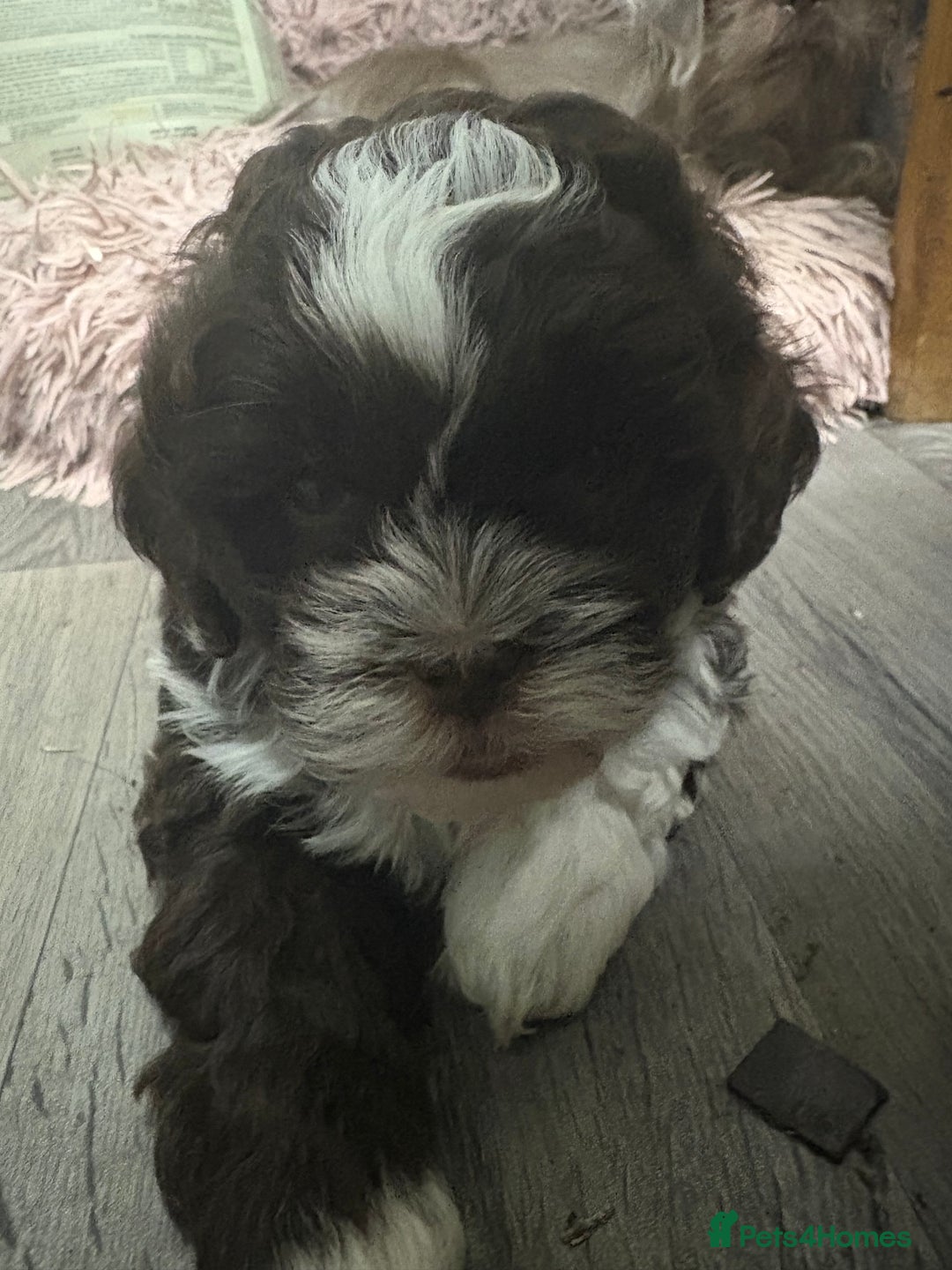 Shihpoo dogs for sale: Lovey shipooh pups  - Image 3