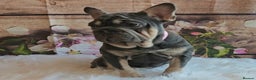 French Bulldog dogs for sale: BEAUTIFUL BIG  **  VELVET GIRL 🥰 - Advert 9