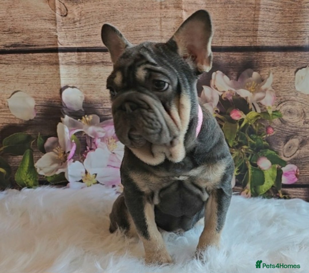 French Bulldog dogs for sale: BEAUTIFUL BIG  **  VELVET GIRL 🥰 - Advert 9