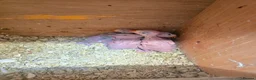 Ringnecks birds for sale: Baby Ringnecks  - Advert 2